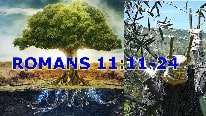 Romais 11:11-24